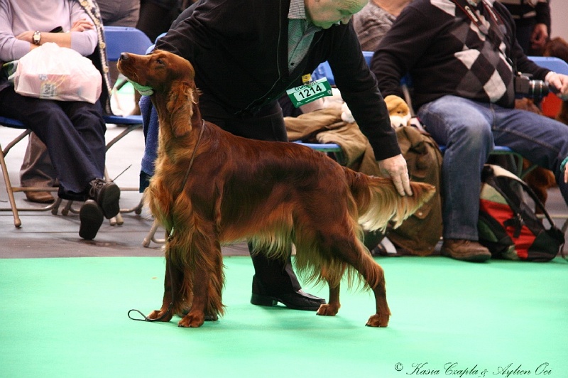 Crufts2011 295.jpg